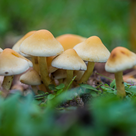 cluster of beige with orangey tips, sulphur tuft fungi on the green woodland floor