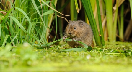 Water vole © Terry Whittaker/2020VISION