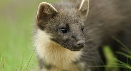 Image of pine marten © Terry Whittaker/2020VISION