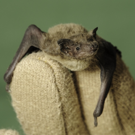 A pipistrelle bat perched on someone's hand