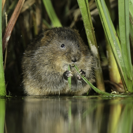 A water vole nibbling on a blade of grass