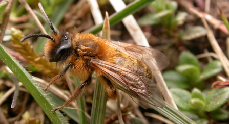 Tawny mining bee