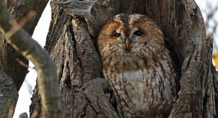 Tawny owl (c) Margaret Holland