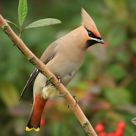 A waxwing perched on a branch