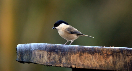 A willow tit stood on a log (C)Adam Jones