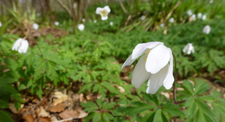 Wood anemone