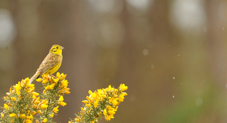 Yellowhammer on gorse