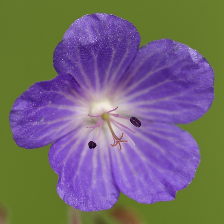 A close up shot of meadow cranesbill 