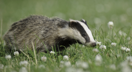 Badger (c) Andrew Mason