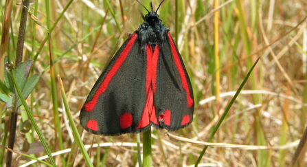 cinnabar moth