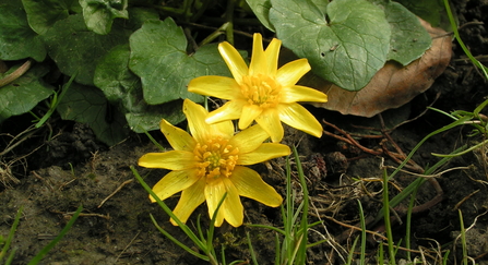 Lesser celandine