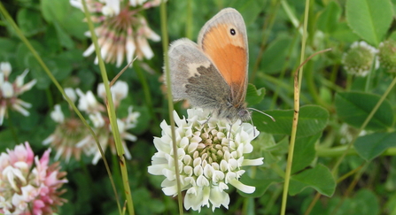 Small heath butterfly