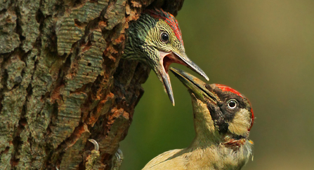 Green woodpecker (c) Jon Hawkins