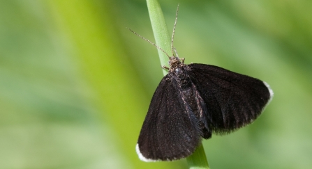 Chimney sweep moth