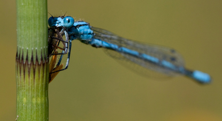 Common blue damselfly