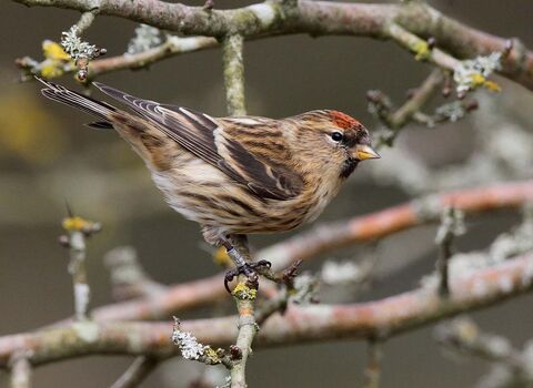 Redpoll | Yorkshire Wildlife Trust
