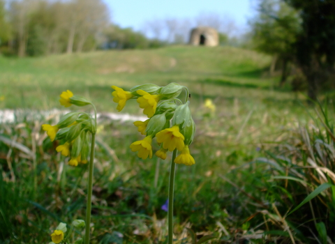 Chafer Wood Nature Reserve - Laura Popely