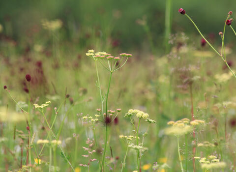 Fen Carr Nature Reserve - Jim Horsfall