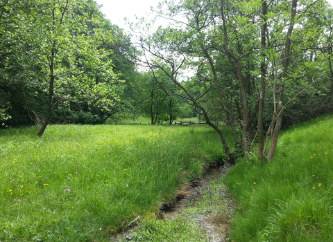 Ashberry Nature Reserve - Jono Leadley