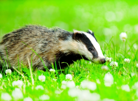 Badger