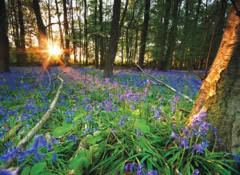 Bluebell Woodland