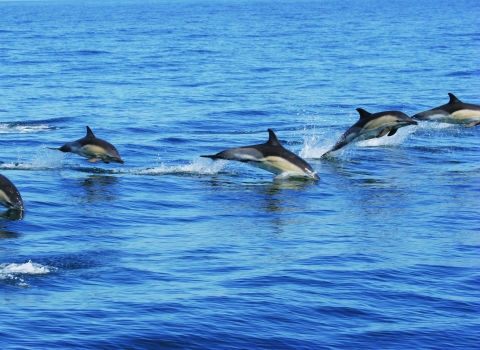 Common Dolphins