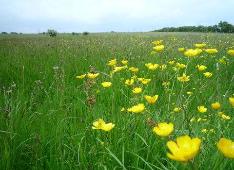 Hodgson's Fields Nature Resrve - Kirsty Brown