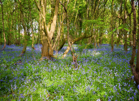 Hollinhurst Wood Nature Reserve