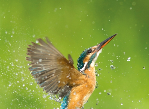 Kingfisher - Jamie Hall