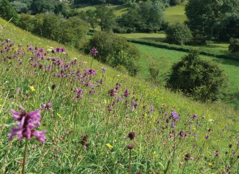 Brockadale Nature Reserve - Paul Simmons