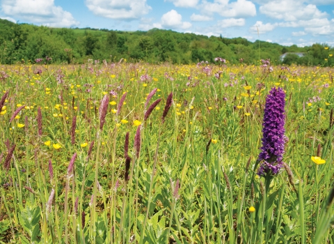 Wildflowers