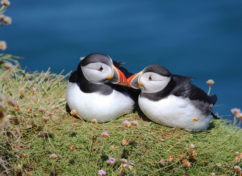 Puffins kissing