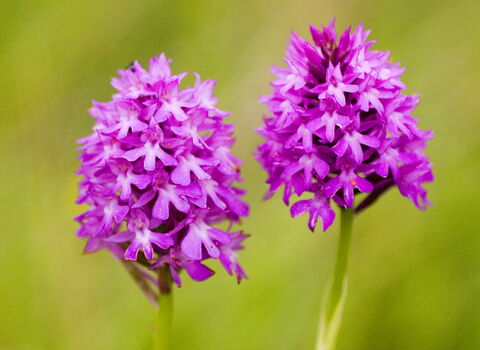 Pyramidal Orchid