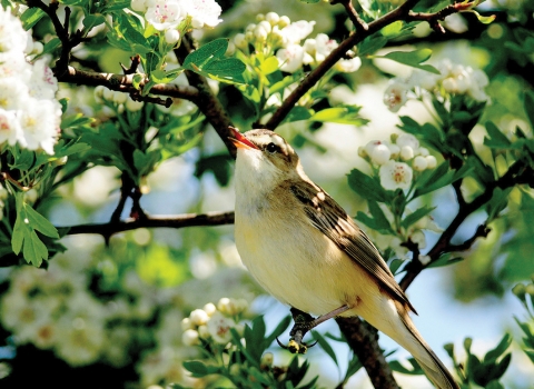 Sedge Warbler - Ian Sexton