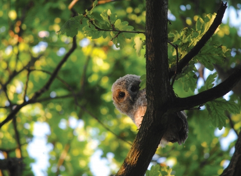 Tawny Owl