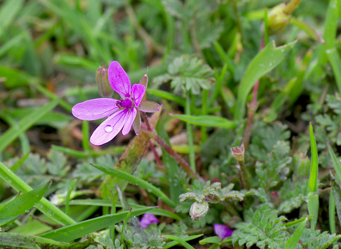 Stork's-bill