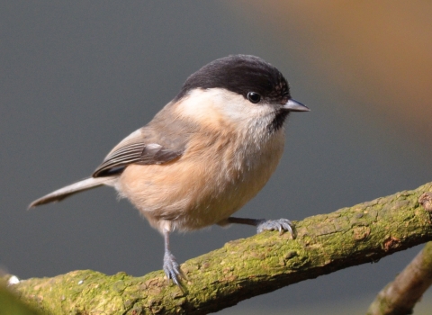 Willow tit - Adam Jones