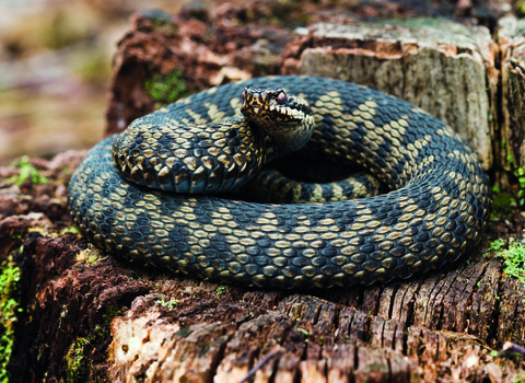 Adder Credit Elliott Neep