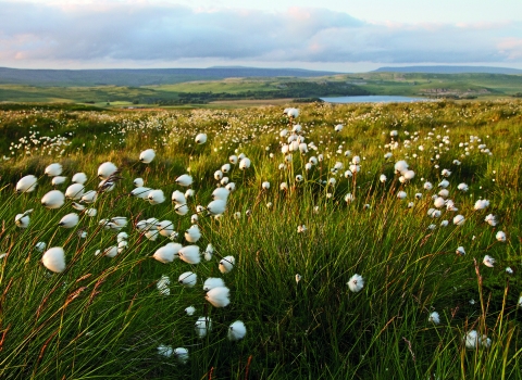 Cotton Grass