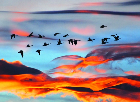 Flock of geese - Suzanna Bird