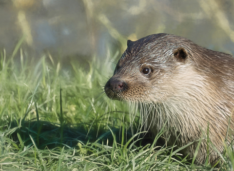 Otter Credit Steve Slater