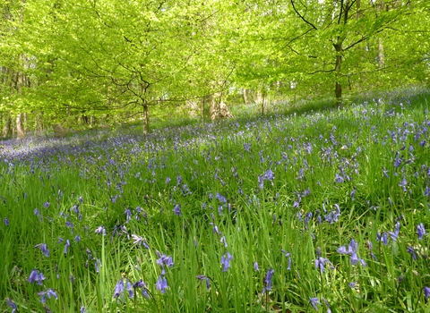 Low Wood Nature Reserve Credit Rob Stoneman