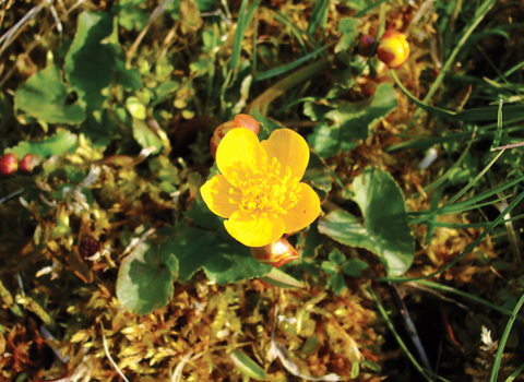 Marsh marigold Credit Laura Popely