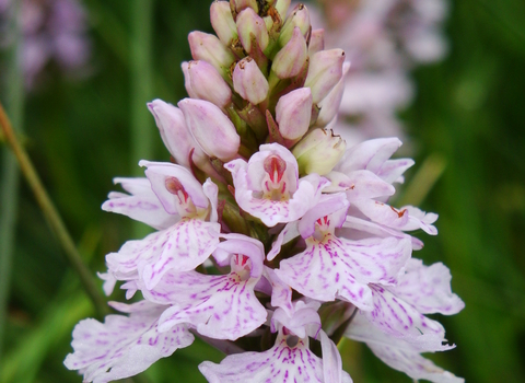 Marsh Orchid at Upper Dunsforth Carrs Credit Tim Bailey