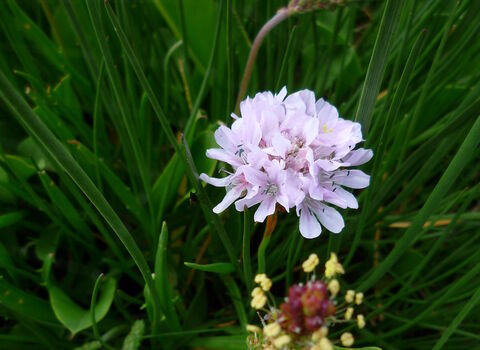 Welwick Saltmarshe Sea Thrift Credit Kirsty Brown