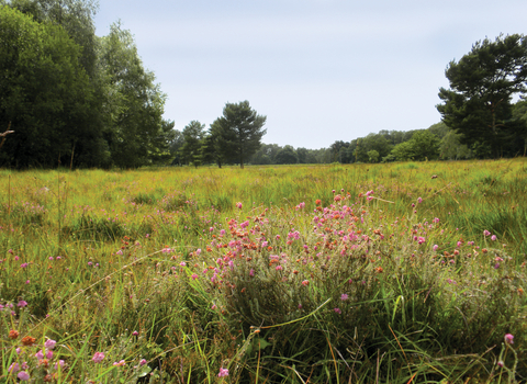 Strensall Common Nature Reserve Credit Caroline Comins