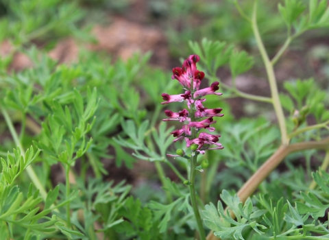 Fumitory at Carr Lodge Credit Jim Horsfall