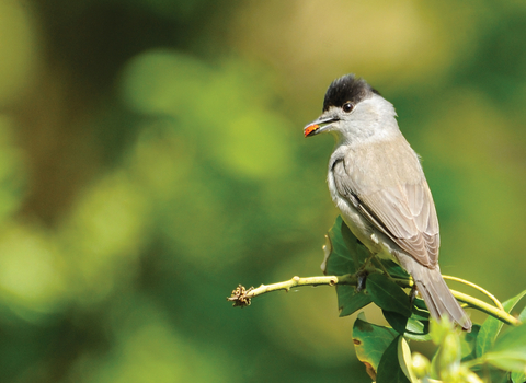 Blackcap credit Amy Lewis