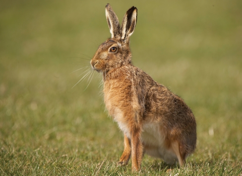 Brown hare credit Mark Davison