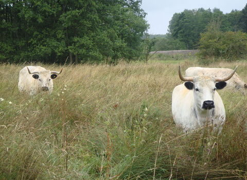 Jeffry Bog Credit Caroline Comins